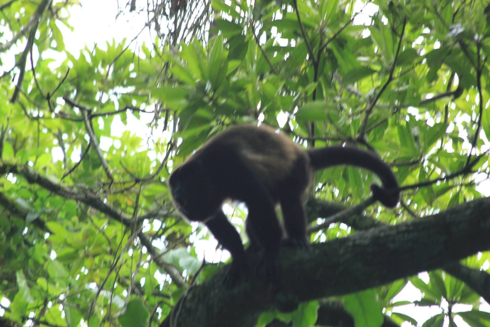 Mono en una rama de la selva