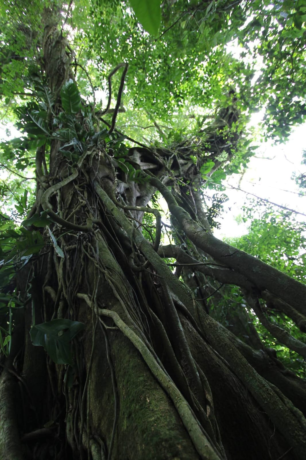 Árbol monumental con raíces en la selva