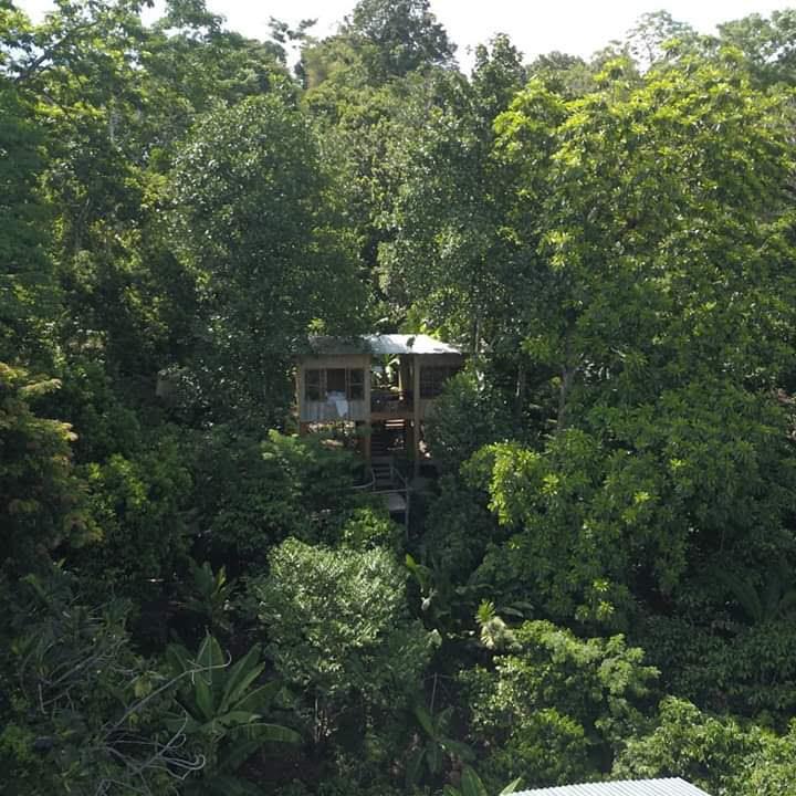 Cabaña entre el dosel de la selva